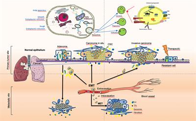 The Role of Tumor Stem Cell Exosomes in Cancer Invasion and Metastasis